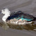 Comb Duck